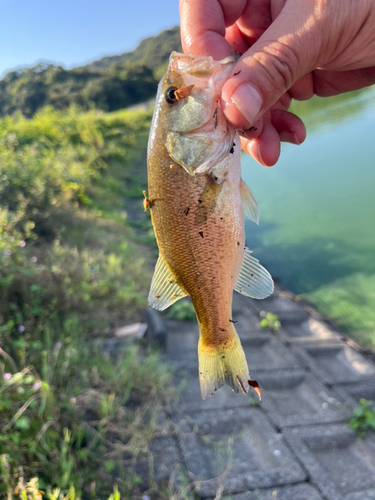 ラージマウスバスの釣果