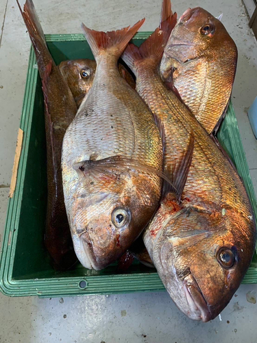 タイの釣果