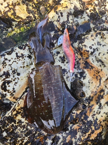 伊勢湾湾奥