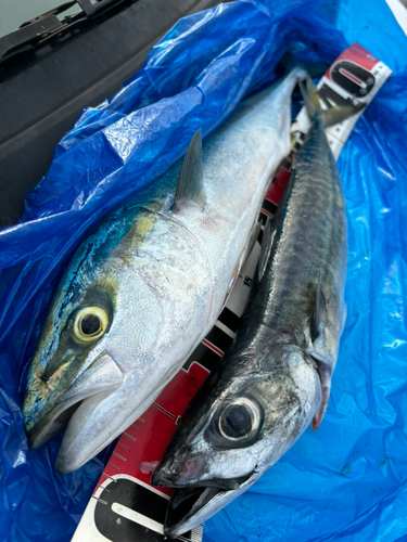 イナダの釣果