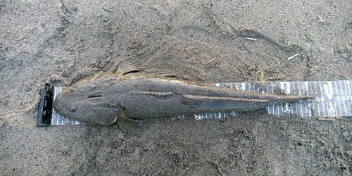 マゴチの釣果