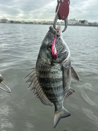 マゴチの釣果