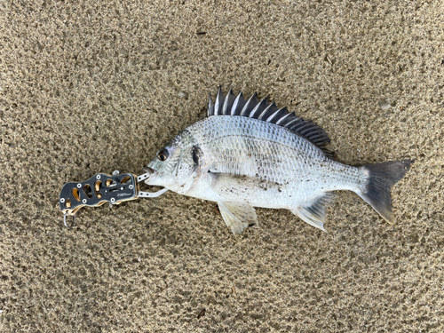 キビレの釣果