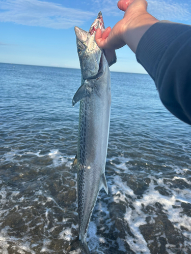 サワラの釣果