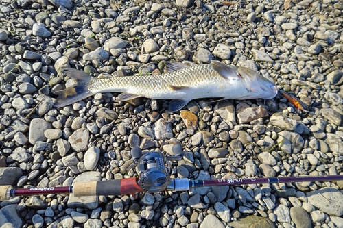 ニゴイの釣果