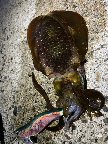 アオリイカの釣果