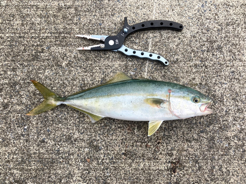 ワカシの釣果