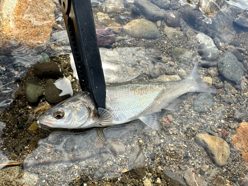 ウグイの釣果