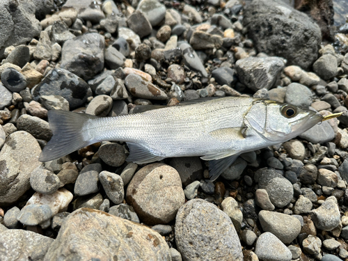 セイゴ（ヒラスズキ）の釣果