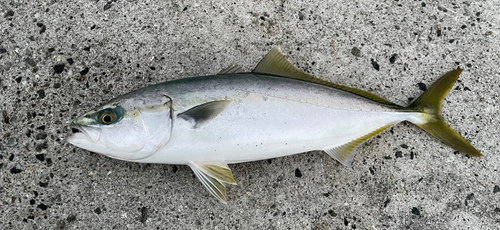 ハマチの釣果