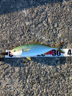 ツバスの釣果