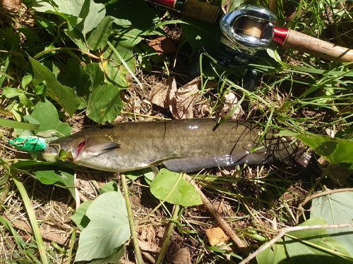 ナマズの釣果