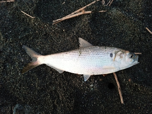 コノシロの釣果