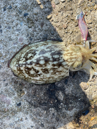 コウイカの釣果