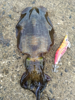 アオリイカの釣果