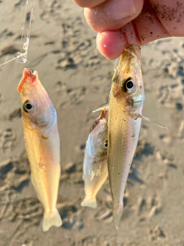 キスの釣果