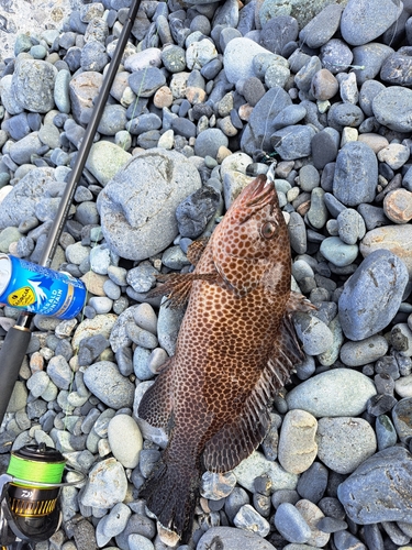 オオモンハタの釣果