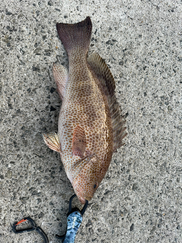 オオモンハタの釣果