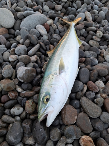 ツバスの釣果