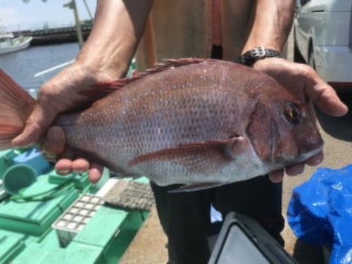 マダイの釣果