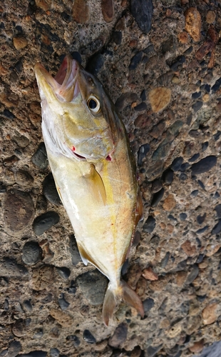 ショゴの釣果