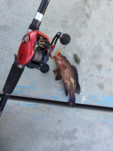 オオモンハタの釣果