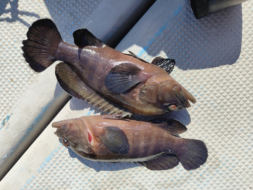 ヤミハタの釣果