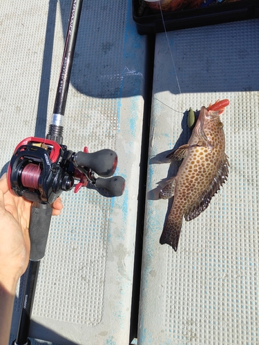 オオモンハタの釣果