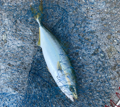 ツバスの釣果