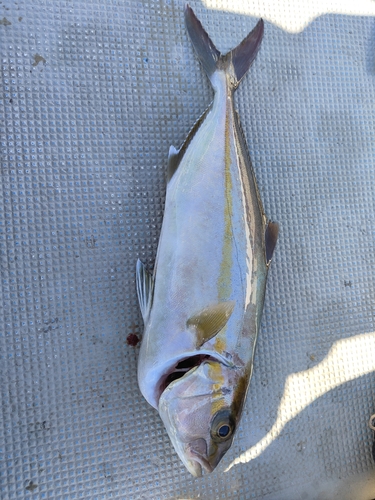 カンパチの釣果