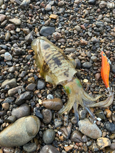 アオリイカの釣果