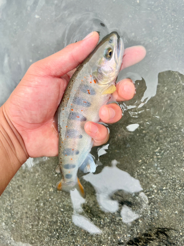 アマゴの釣果