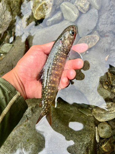 ニッコウイワナの釣果