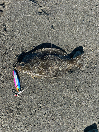 ソゲの釣果