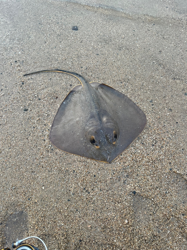 アカエイの釣果