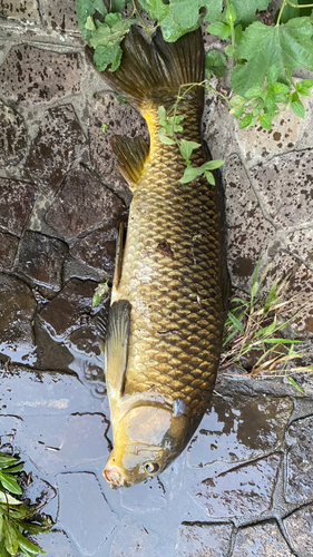 コイの釣果