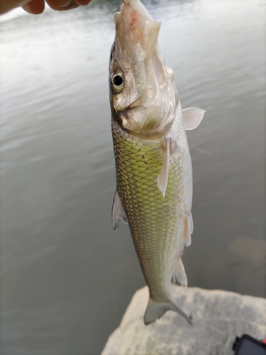 ニゴイの釣果