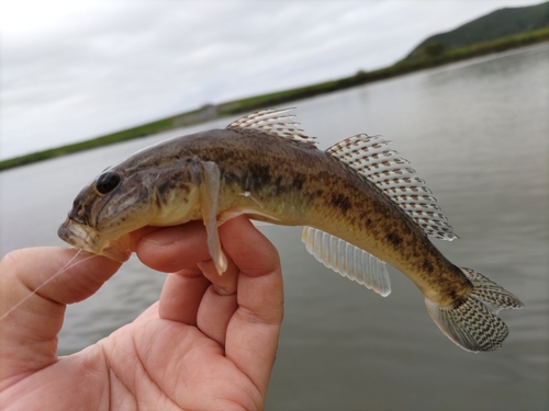 マハゼの釣果