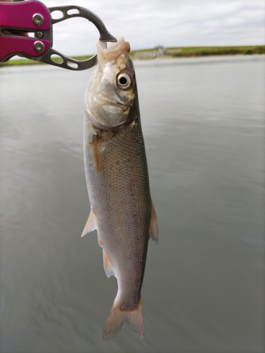 ウグイの釣果