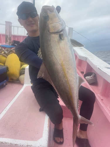 カンパチの釣果