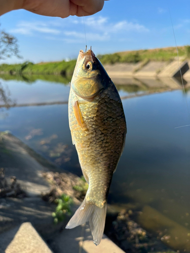 ギンブナの釣果