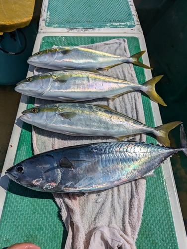 イナダの釣果