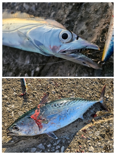 タチウオの釣果