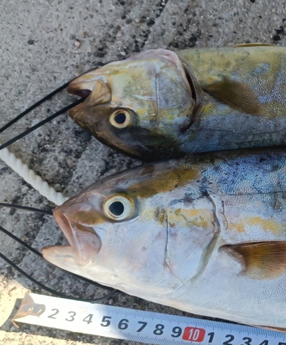 シオの釣果