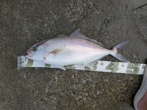 ショゴの釣果