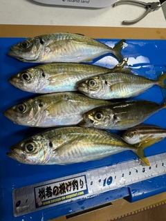 マアジの釣果