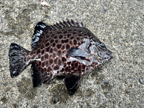 イシガキダイの釣果