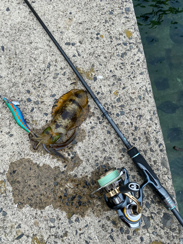 アオリイカの釣果