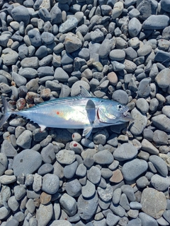 ソウダガツオの釣果