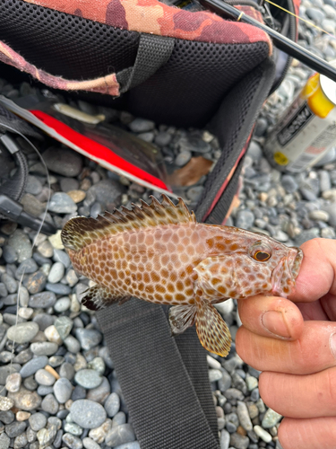 オオモンハタの釣果